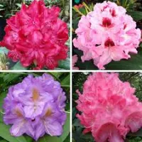 Rhododendron 